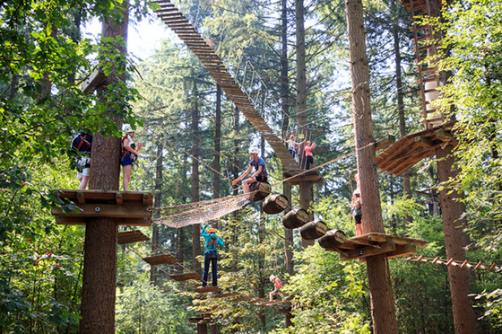 Climbing Forest